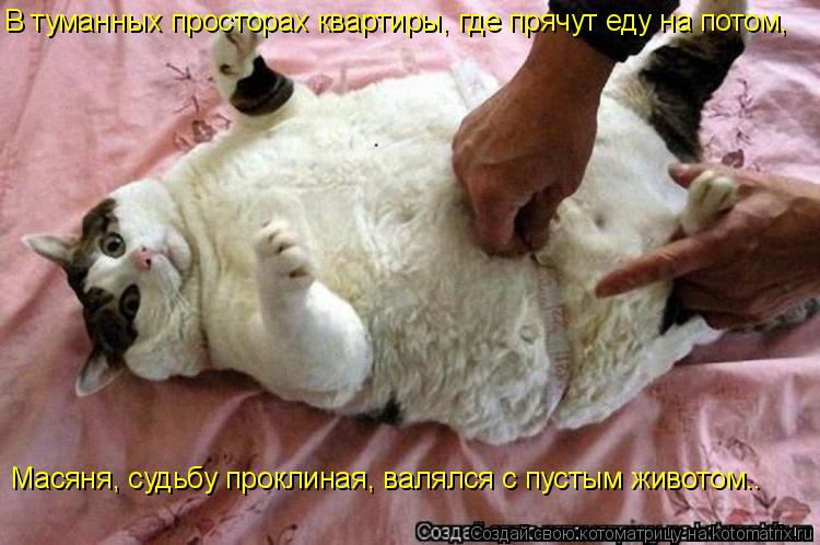 В туманных просторах квартиры, где прячут еду на потом, Масяня, судьбу проклиная, валялся с пустым ж... Котоматрица: В туманных просторах квартиры, где прячут еду на потом, Масяня, судьбу проклиная, валялся с пустым животом..