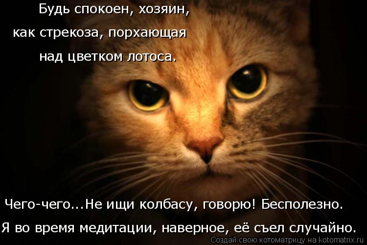 как стрекоза, порхающая над цветком лотоса. Будь спокоен, хозяин, Я во время медитации, наверное, её ... Котоматрица: как стрекоза, порхающая над цветком лотоса. Будь спокоен, хозяин, Я во время медитации, наверное, её съел случайно. Чего-чего...Не ищи колбасу,