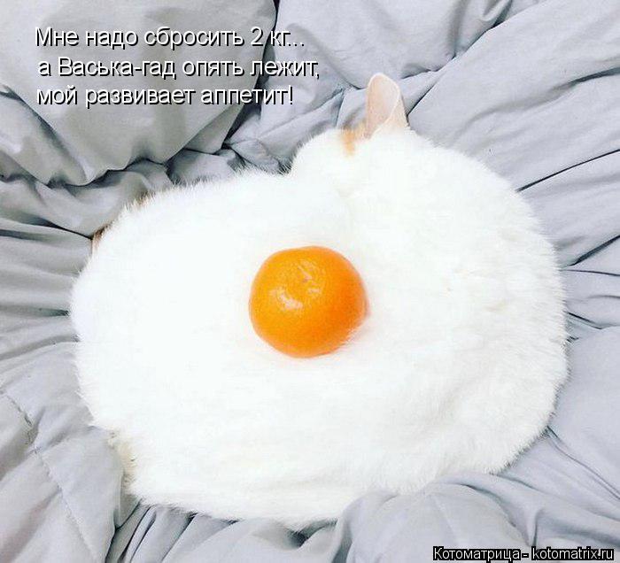 Мне надо сбросить 2 кг... а Васька-гад опять лежит, мой развивает аппетит!... Котоматрица: Мне надо сбросить 2 кг... а Васька-гад опять лежит, мой развивает аппетит!