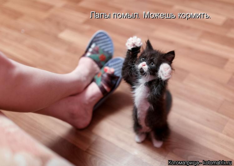 Лапы помыл. Можешь кормить.... Котоматрица: Лапы помыл. Можешь кормить.