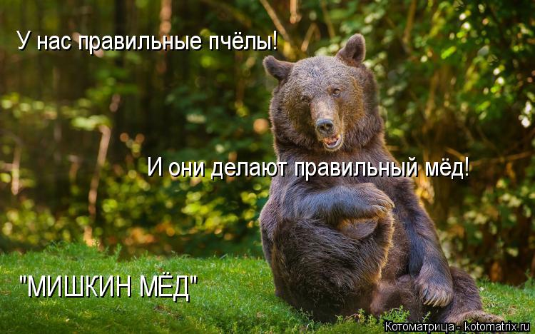 "МИШКИН МЁД" И они делают правильный мёд! У нас правильные пчёлы!... Котоматрица: "МИШКИН МЁД" И они делают правильный мёд! У нас правильные пчёлы!