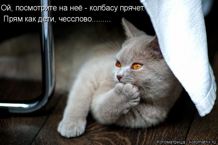 Ой, посмотрите на неё - колбасу прячет. Прям как дети, чесслово............ Котоматрица: Ой, посмотрите на неё - колбасу прячет. Прям как дети, чесслово.........
