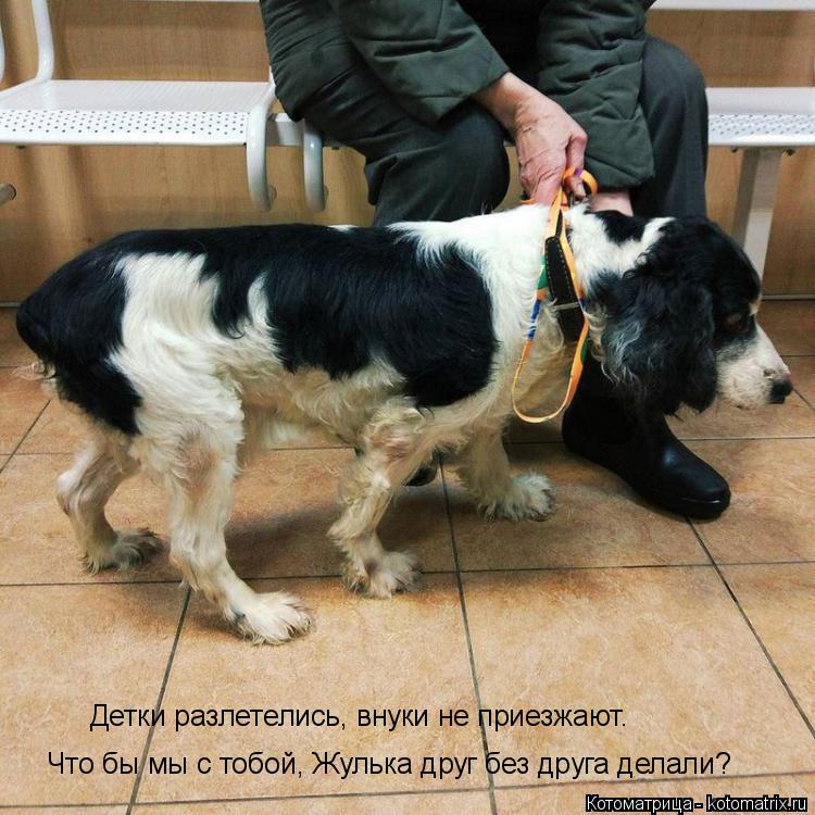 Что бы мы с тобой, Жулька друг без друга делали? Детки разлетелись, внуки не приезжают.... Котоматрица: Что бы мы с тобой, Жулька друг без друга делали? Детки разлетелись, внуки не приезжают.