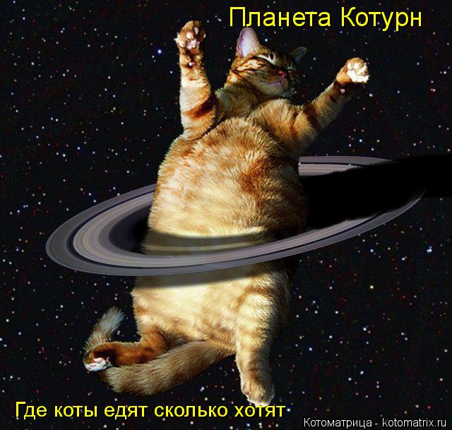 Планета Котурн Где коты едят сколько хотят... Котоматрица: Планета Котурн Где коты едят сколько хотят