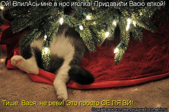 Ой! ВпилАсь мне в нос иголка! Придавили Васю елкой! Тише, Вася, не реви! Это просто СЕ ЛЯ ВИ!... Котоматрица: Ой! ВпилАсь мне в нос иголка! Придавили Васю елкой! Тише, Вася, не реви! Это просто СЕ ЛЯ ВИ!
