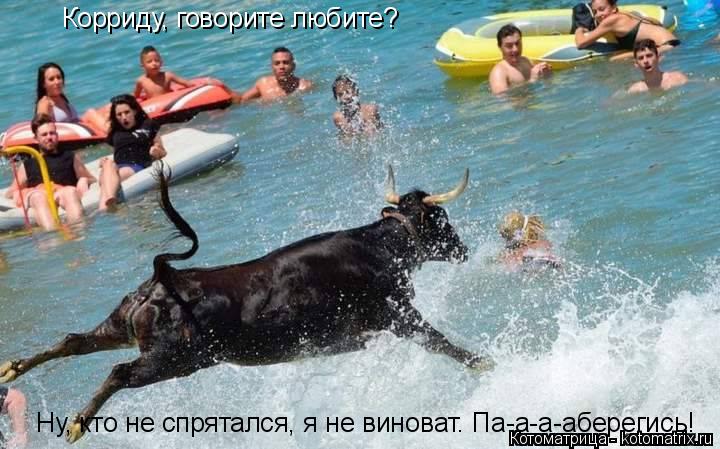 Корриду, говорите любите? Ну, кто не спрятался, я не виноват. Па-а-а-аберегись!... Котоматрица: Корриду, говорите любите? Ну, кто не спрятался, я не виноват. Па-а-а-аберегись!