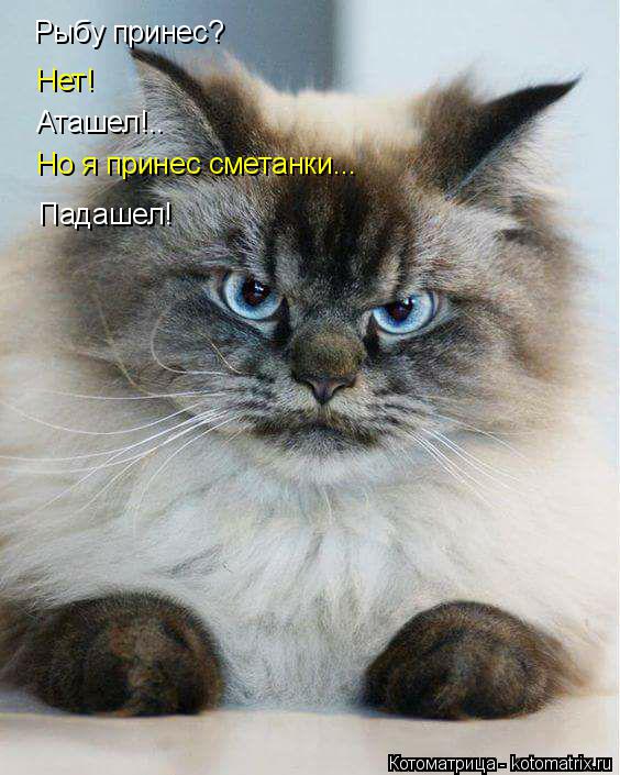 Рыбу принес? Нет! Аташел!.. Но я принес сметанки... Падашел!... Котоматрица: Рыбу принес? Нет! Аташел!.. Но я принес сметанки... Падашел!