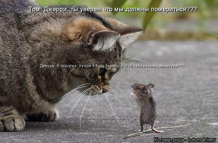 Том: Джерри, ты уверен что мы должны помериться??? Джерри: Я пошутил, лучше я буду бороться чтоб тебя... Котоматрица: Том: Джерри, ты уверен что мы должны помериться??? Джерри: Я пошутил, лучше я буду бороться чтоб тебя наконец выкинули!!!!!