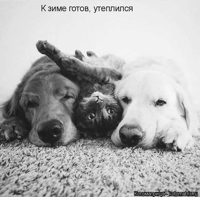 К зиме готов, утеплился... Котоматрица: К зиме готов, утеплился