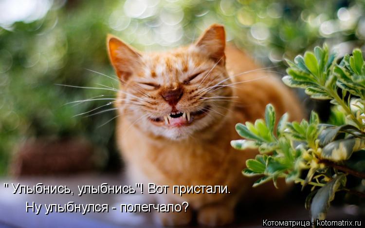 Котоматрица: " Улыбнись, улыбнись"! Вот пристали. Ну улыбнулся - полегчало?