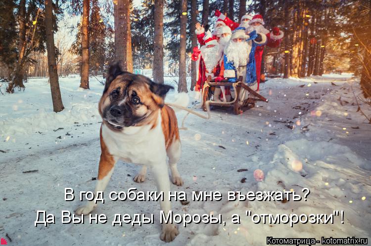 Да Вы не деды Морозы, а "отморозки"! В год собаки на мне въезжать?... Котоматрица: Да Вы не деды Морозы, а "отморозки"! В год собаки на мне въезжать?