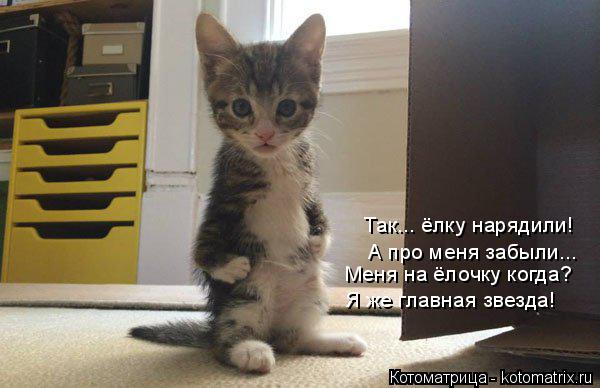 Так... ёлку нарядили! А про меня забыли... Меня на ёлочку когда? Я же главная звезда!... Котоматрица: Так... ёлку нарядили! А про меня забыли... Меня на ёлочку когда? Я же главная звезда!