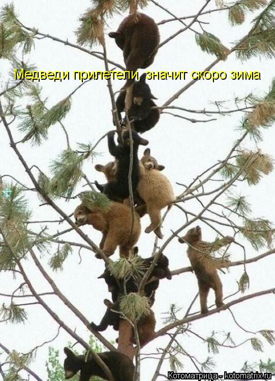 Медведи прилетели, значит скоро зима... Котоматрица: Медведи прилетели, значит скоро зима