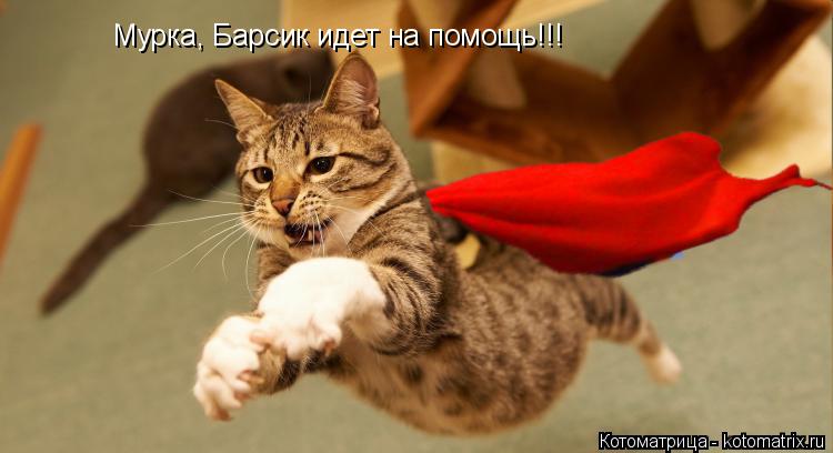 Мурка, Барсик идет на помощь!!!... Котоматрица: Мурка, Барсик идет на помощь!!!