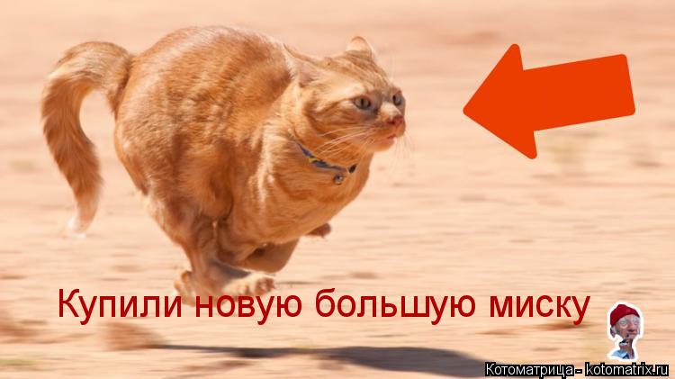 Купили новую большую миску... Котоматрица: Купили новую большую миску