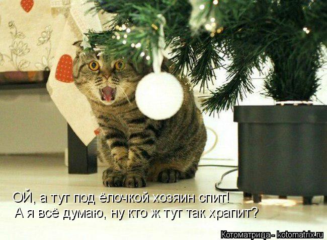 ОЙ, а тут под ёлочкой хозяин спит! А я всё думаю, ну кто ж тут так храпит?... Котоматрица: ОЙ, а тут под ёлочкой хозяин спит! А я всё думаю, ну кто ж тут так храпит?
