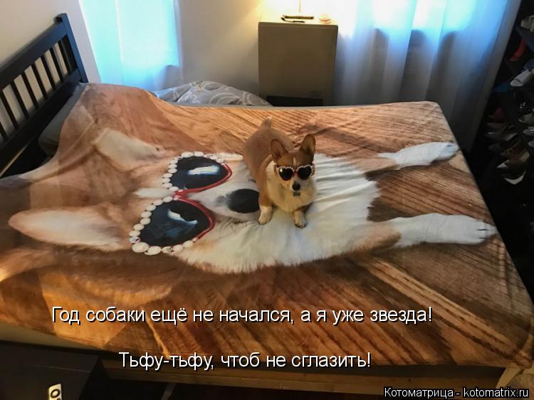 Котоматрица: Год собаки ещё не начался, а я уже звезда! Тьфу-тьфу, чтоб не сглазить!