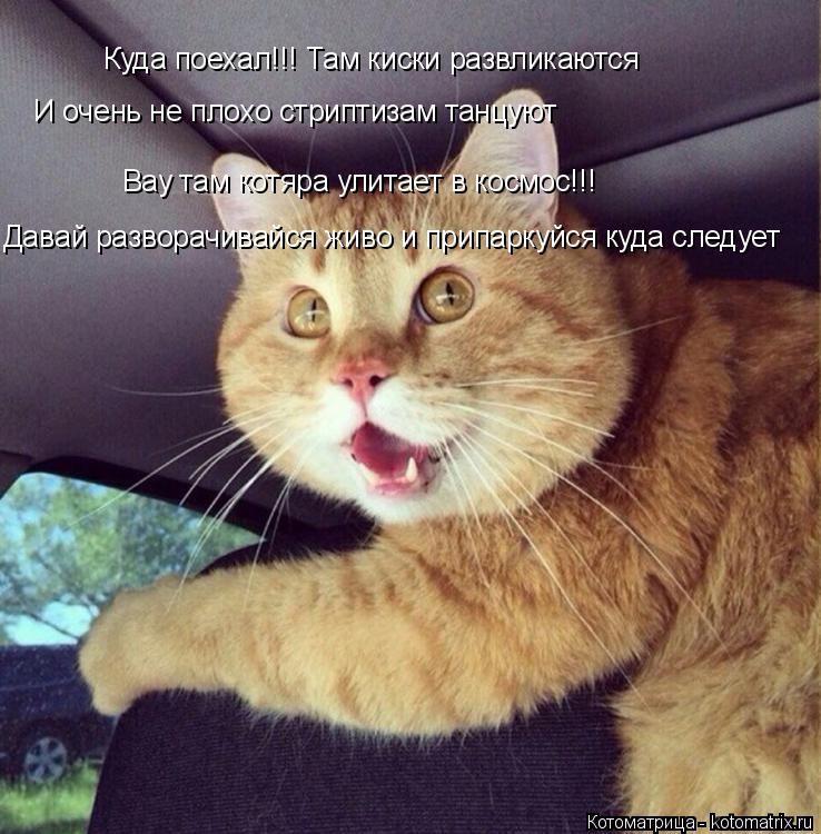 Куда поехал!!! Там киски развликаются И очень не плохо стриптизам танцуют Вау там котяра улитает в ко... Котоматрица: Куда поехал!!! Там киски развликаются И очень не плохо стриптизам танцуют Вау там котяра улитает в космос!!! Давай разворачивайся живо и прип