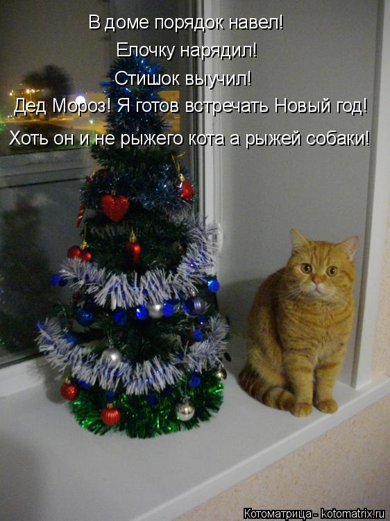 Елочку нарядил! В доме порядок навел! Стишок выучил! Дед Мороз! Я готов встречать Новый год! Хоть он ... Котоматрица: Елочку нарядил! В доме порядок навел! Стишок выучил! Дед Мороз! Я готов встречать Новый год! Хоть он и не рыжего кота а рыжей собаки!
