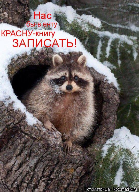Нас бы-в енту КРАСНУ -книгу ЗАПИСАТЬ!... Котоматрица: Нас бы-в енту КРАСНУ -книгу ЗАПИСАТЬ!