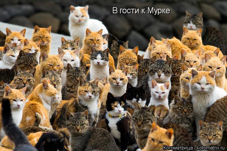 В гости к Мурке... Котоматрица: В гости к Мурке