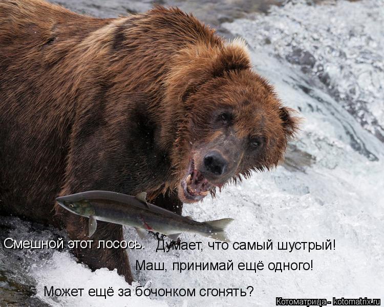 Котоматрица: Смешной этот лосось. Думает, что самый шустрый! Маш, принимай ещё одного!  Может ещё за бочонком сгонять?