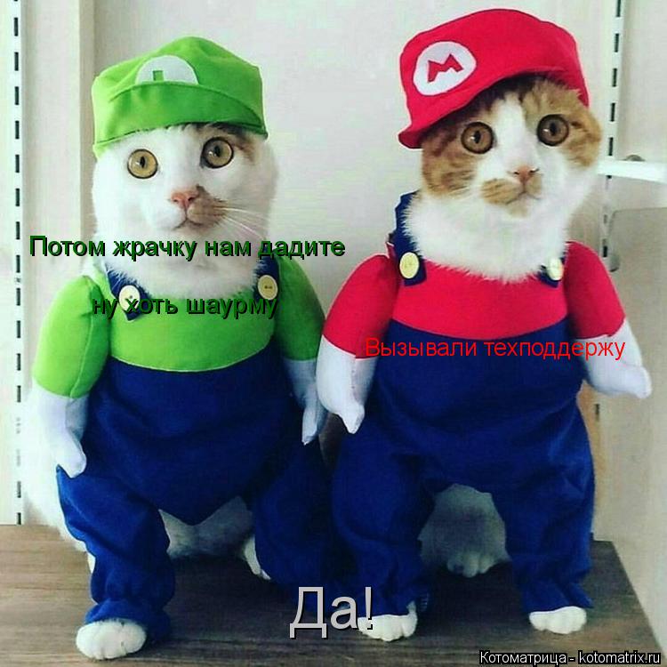 Вызывали техподдержу Да! Потом жрачку нам дадите ну хоть шаурму... Котоматрица: Вызывали техподдержу Да! Потом жрачку нам дадите ну хоть шаурму