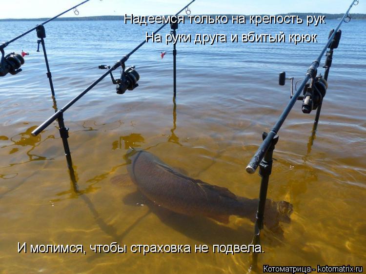Котоматрица: Надеемся только на крепость рук Надеемся только на крепость рук На руки друга и вбитый крюк И молимся, чтобы страховка не подвела.