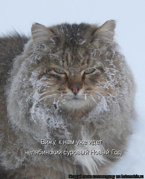 Вижу, к нам уже идет челябинский суровый Новый Год!... Котоматрица: Вижу, к нам уже идет челябинский суровый Новый Год!