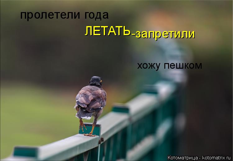 пролетели года ЛЕТАТЬ -запретили хожу пешком... Котоматрица: пролетели года ЛЕТАТЬ -запретили хожу пешком