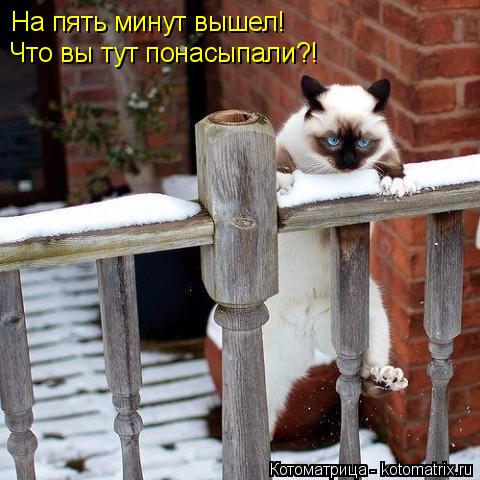 Котоматрица: На пять минут вышел! Что вы тут понасыпали?!