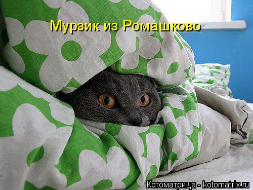 Котоматрица: Мурзик из Ромашково
