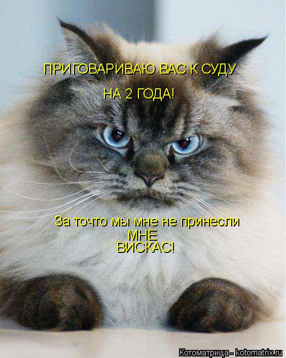 ПРИГОВАРИВАЮ ВАС К СУДУ НА 2 ГОДА! За точто мы мне не принесли ВИСКАС! МНЕ... Котоматрица: ПРИГОВАРИВАЮ ВАС К СУДУ НА 2 ГОДА! За точто мы мне не принесли ВИСКАС! МНЕ