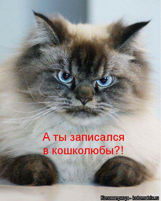 Котоматрица: А ты записался в кошколюбы?!