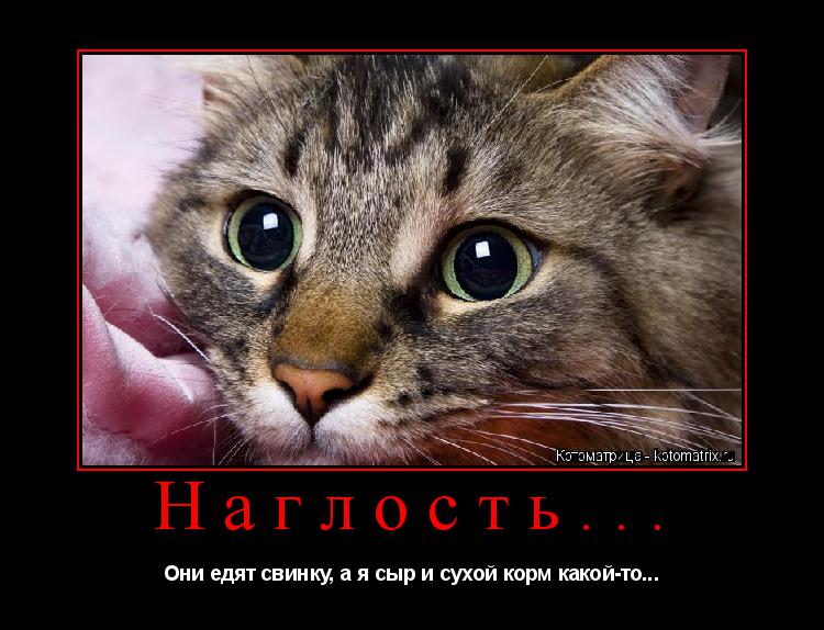Котоматрица: Наглость... Они едят свинку, а я сыр и сухой корм какой-то...