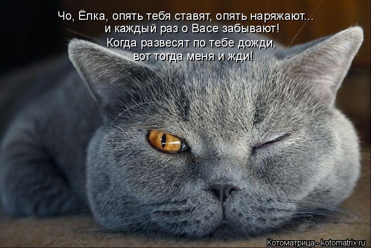 Чо, Ёлка, опять тебя ставят, опять наряжают... и каждый раз о Васе забывают! Когда развесят по тебе д... Котоматрица: Чо, Ёлка, опять тебя ставят, опять наряжают... и каждый раз о Васе забывают! Когда развесят по тебе дожди, вот тогда меня и жди!