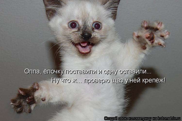 Оппа, ёлочку поставили и одну оставили... Ну что ж... проверю щаз у ней крепёж!... Котоматрица: Оппа, ёлочку поставили и одну оставили... Ну что ж... проверю щаз у ней крепёж!