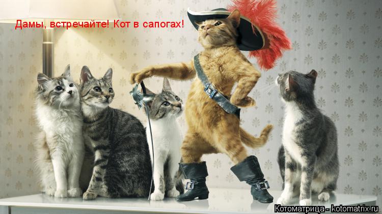 Котоматрица: Дамы, встречайте! Кот в сапогах!