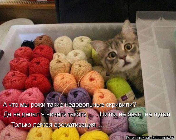 Котоматрица: Да не делал я ничего такого..... . Нитки не рвал, не путал Только лёгкая ароматизация....... А что мы рожи такие недовольные скривили?