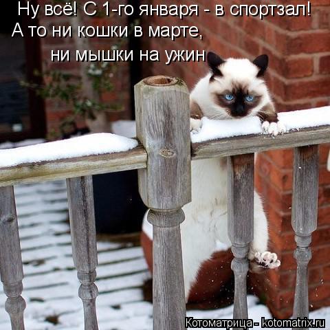 Котоматрица: Ну всё! С 1-го января - в спортзал! А то ни кошки в марте,  ни мышки на ужин