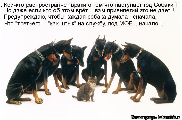 Котоматрица: ..Кой-кто распространяет враки о том что наступает год Собаки ! Что "третьего" - "как штык" на службу, под МОЁ... начало !.. Но даже если кто об это?