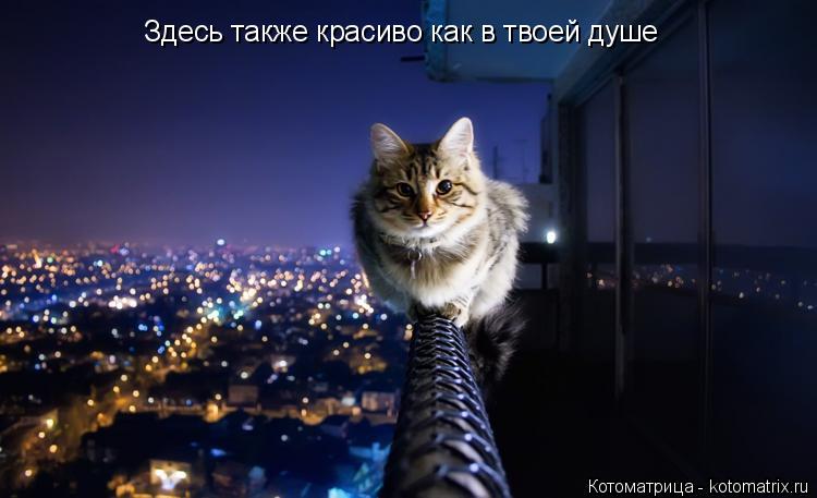 Котоматрица: Здесь также красиво как в твоей душе Здесь также красиво как в твоей душе