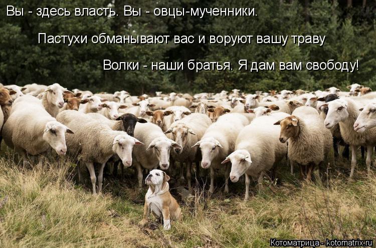 Котоматрица: Вы - здесь власть. Вы - овцы-мученники. Волки - наши братья. Я дам вам свободу! Пастухи обманывают вас и воруют вашу траву