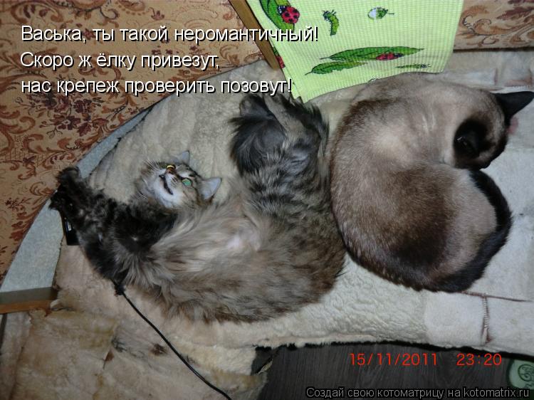 Котоматрица: Васька, ты такой неромантичный! Скоро ж ёлку привезут, нас крепеж проверить позовут!