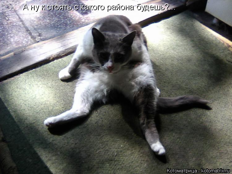 Котоматрица: А ну к стоять,с какого района будешь?...