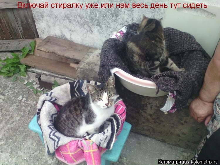 Котоматрица: Включай стиралку уже,или нам весь день тут сидеть