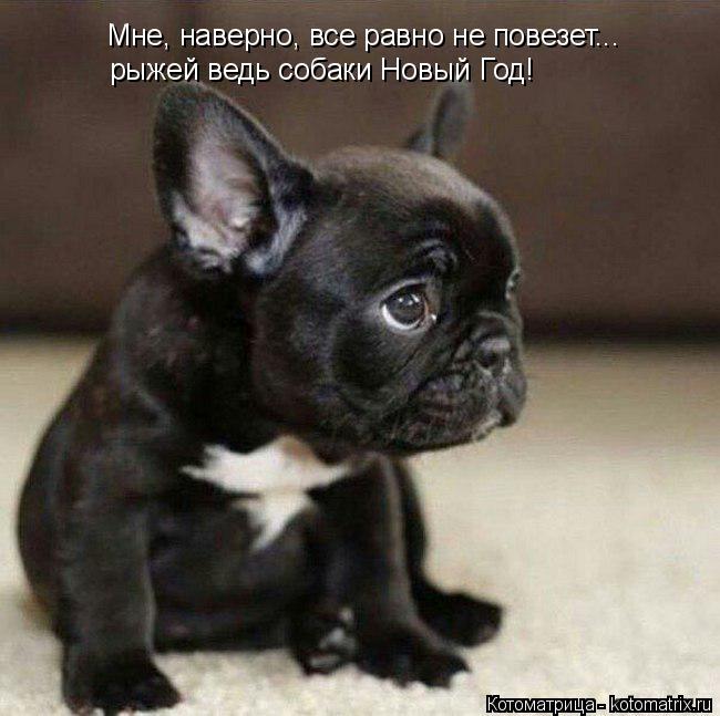 Котоматрица: Мне, наверно, все равно не повезет... рыжей ведь собаки Новый Год!