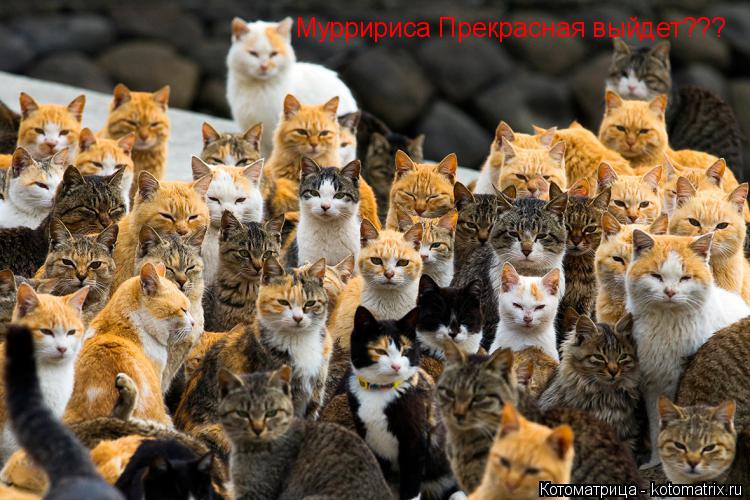 Котоматрица: Мурририса Прекрасная выйдет???