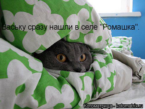 Котоматрица: Ваську сразу нашли в селе "Ромашка".