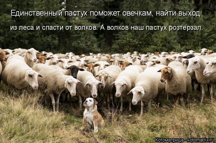 Котоматрица: из леса и спасти от волков. А волков наш пастух розтерзал. Единственный пастух поможет овечкам, найти выход